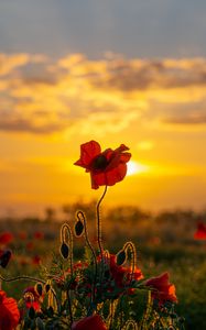 Preview wallpaper poppies, flowers, buds, field, sun