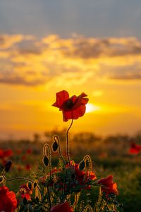 Preview wallpaper poppies, flowers, buds, field, sun