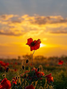 Preview wallpaper poppies, flowers, buds, field, sun