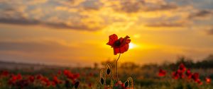 Preview wallpaper poppies, flowers, buds, field, sun