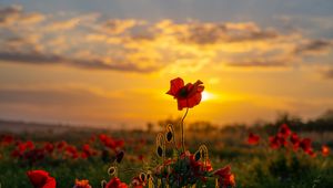 Preview wallpaper poppies, flowers, buds, field, sun