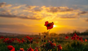 Preview wallpaper poppies, flowers, buds, field, sun