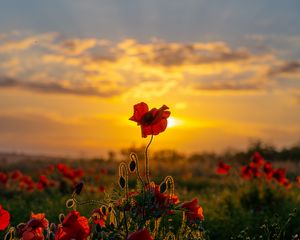 Preview wallpaper poppies, flowers, buds, field, sun