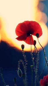 Preview wallpaper poppies, flowers, dark, shadow