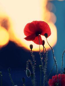 Preview wallpaper poppies, flowers, dark, shadow