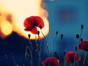 Preview wallpaper poppies, flowers, dark, shadow