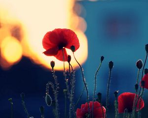 Preview wallpaper poppies, flowers, dark, shadow