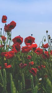 Preview wallpaper poppies, flowers, field, bloom, red