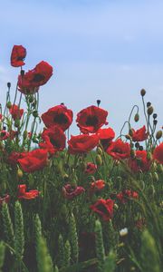 Preview wallpaper poppies, flowers, field, bloom, red