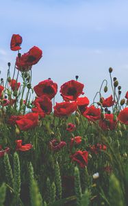 Preview wallpaper poppies, flowers, field, bloom, red