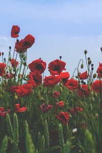 Preview wallpaper poppies, flowers, field, bloom, red