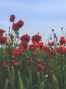 Preview wallpaper poppies, flowers, field, bloom, red