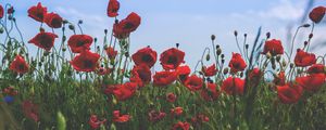 Preview wallpaper poppies, flowers, field, bloom, red