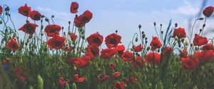 Preview wallpaper poppies, flowers, field, bloom, red