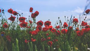 Preview wallpaper poppies, flowers, field, bloom, red