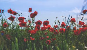 Preview wallpaper poppies, flowers, field, bloom, red