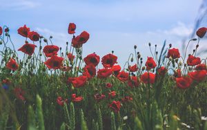 Preview wallpaper poppies, flowers, field, bloom, red