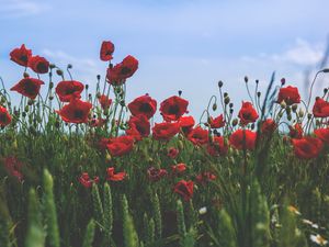 Preview wallpaper poppies, flowers, field, bloom, red