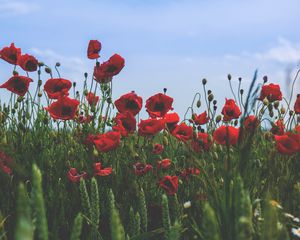 Preview wallpaper poppies, flowers, field, bloom, red