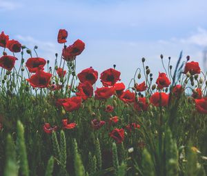 Preview wallpaper poppies, flowers, field, bloom, red