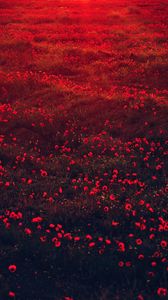 Preview wallpaper poppies, flowers, field, red, bloom