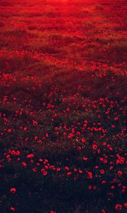 Preview wallpaper poppies, flowers, field, red, bloom