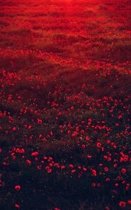 Preview wallpaper poppies, flowers, field, red, bloom