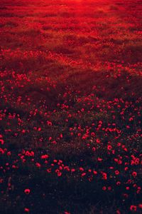 Preview wallpaper poppies, flowers, field, red, bloom