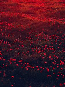 Preview wallpaper poppies, flowers, field, red, bloom