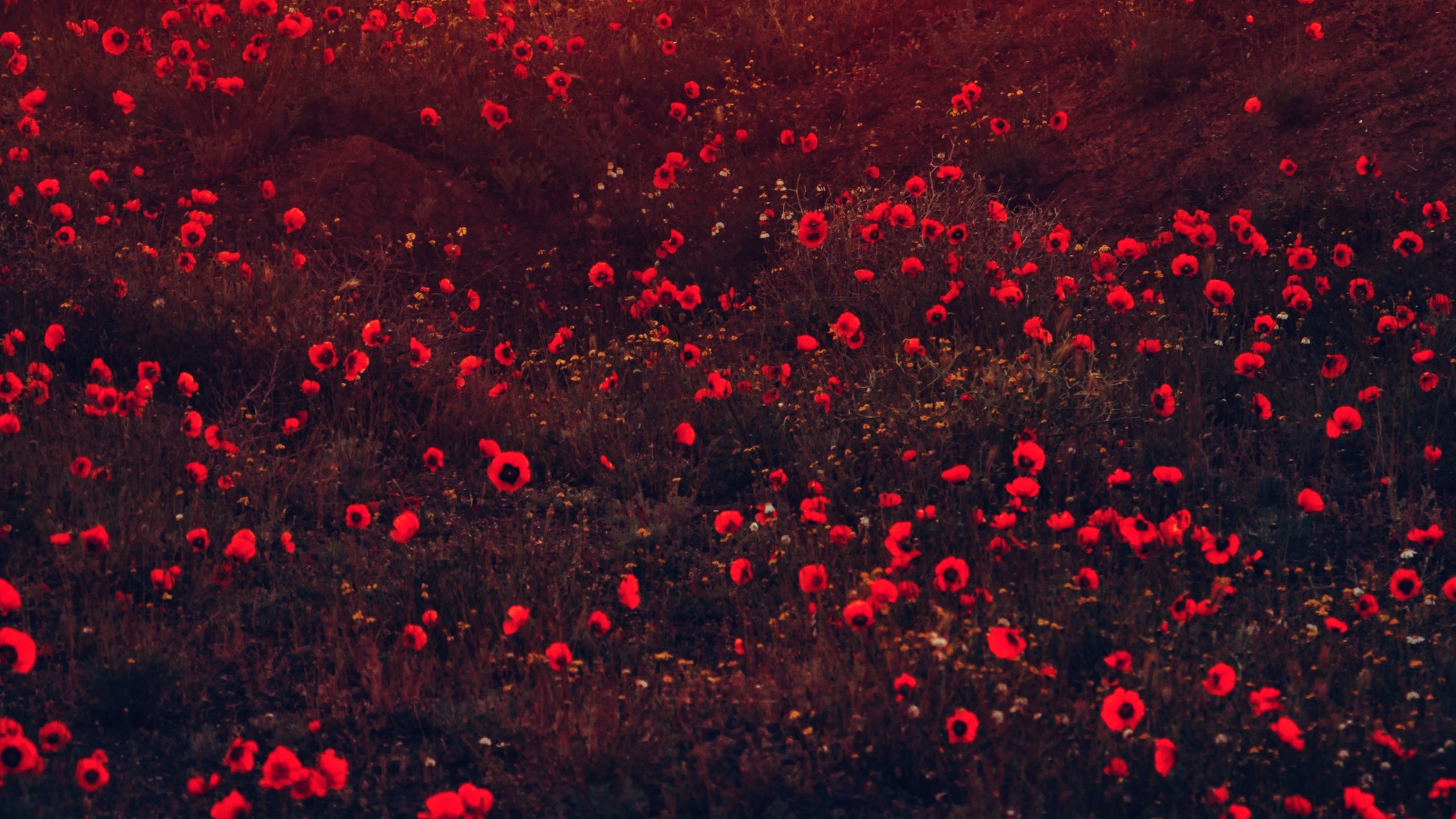 Download wallpaper 2560x1440 poppies, flowers, field, red, bloom