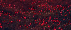 Preview wallpaper poppies, flowers, field, red, bloom