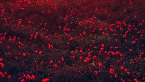 Preview wallpaper poppies, flowers, field, red, bloom