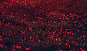 Preview wallpaper poppies, flowers, field, red, bloom