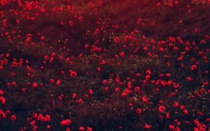 Preview wallpaper poppies, flowers, field, red, bloom