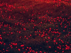 Preview wallpaper poppies, flowers, field, red, bloom