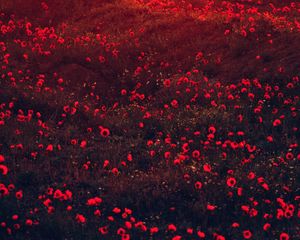 Preview wallpaper poppies, flowers, field, red, bloom