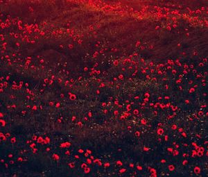 Preview wallpaper poppies, flowers, field, red, bloom