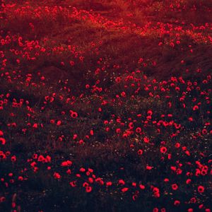 Preview wallpaper poppies, flowers, field, red, bloom