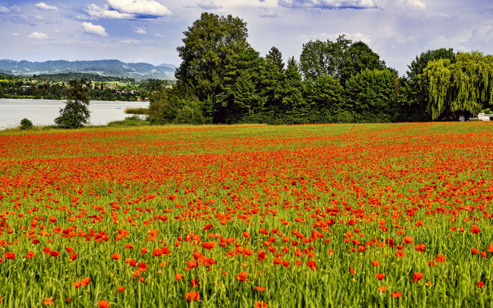 1680x1050 Wallpaper poppies, flowers, field, trees, landscape