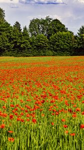 Preview wallpaper poppies, flowers, field, trees, landscape
