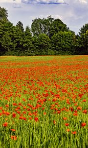 Preview wallpaper poppies, flowers, field, trees, landscape