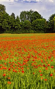 Preview wallpaper poppies, flowers, field, trees, landscape