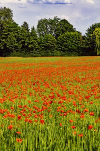 Preview wallpaper poppies, flowers, field, trees, landscape