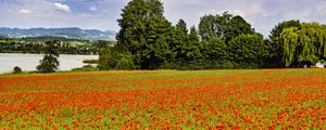 Preview wallpaper poppies, flowers, field, trees, landscape