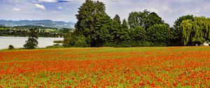 Preview wallpaper poppies, flowers, field, trees, landscape