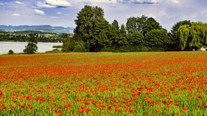 Preview wallpaper poppies, flowers, field, trees, landscape