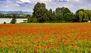 Preview wallpaper poppies, flowers, field, trees, landscape