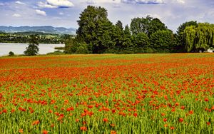 Preview wallpaper poppies, flowers, field, trees, landscape