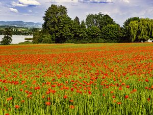 Preview wallpaper poppies, flowers, field, trees, landscape
