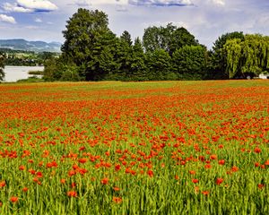 Preview wallpaper poppies, flowers, field, trees, landscape